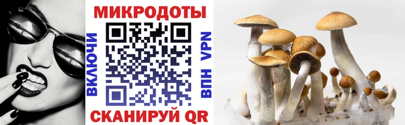 Галлюциногенные грибы Psilocybine cubensis  магазин продажи наркотиков  Майкоп 