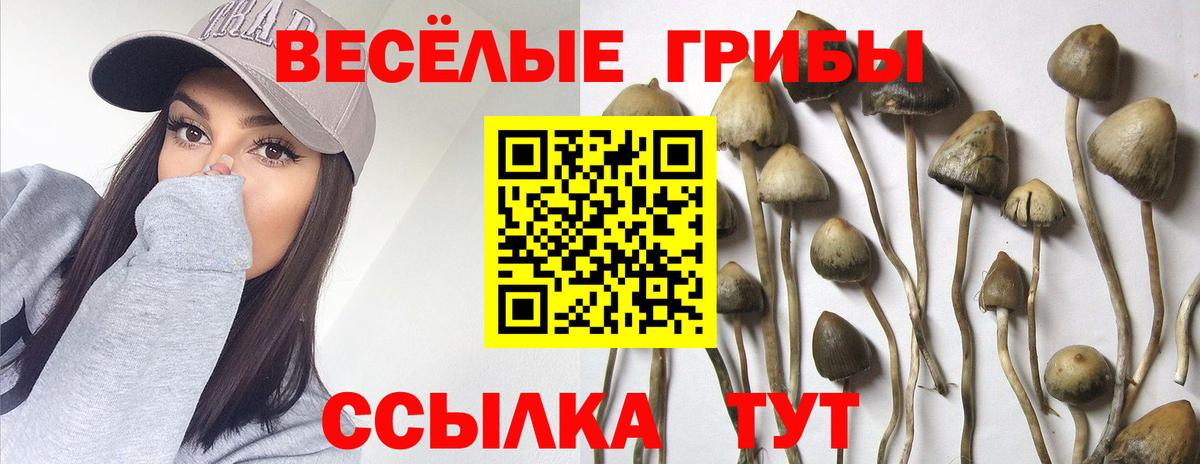 Псилоцибиновые грибы прущие грибы Майкоп